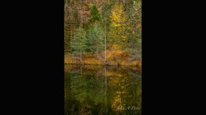 Fall Colors Below Pohono Bridge